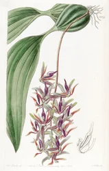 Cirrhaea afhængig (som syn. Cirrhaea melanogaster)